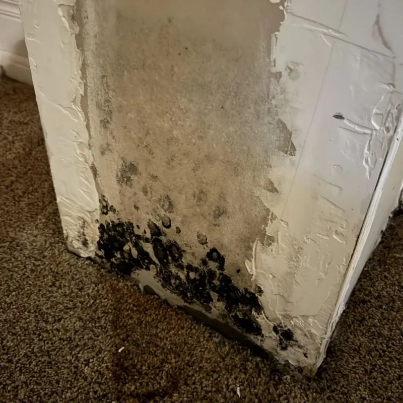 Professional Mold Removal in Hickman County, TN